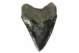 Serrated, Fossil Megalodon Tooth - Huge Tooth #135914-2